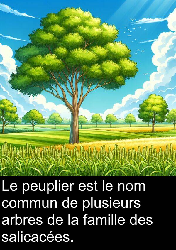 salicacées: Le peuplier est le nom commun de plusieurs arbres de la famille des salicacées.