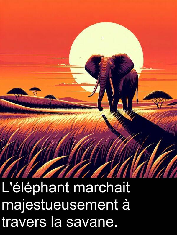 savane: L'éléphant marchait majestueusement à travers la savane.