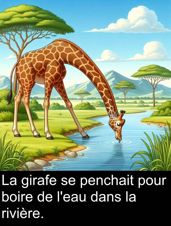 boire: La girafe se penchait pour boire de l'eau dans la rivière.