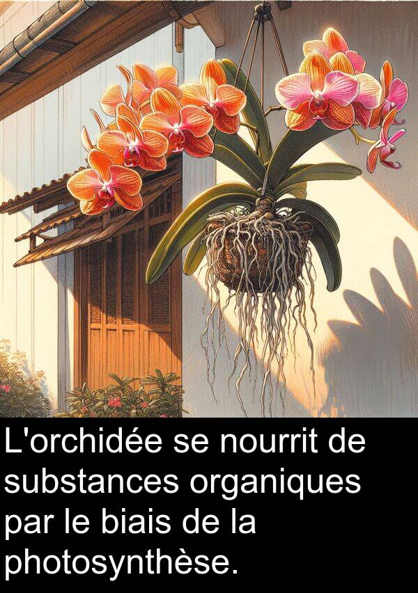 biais: L'orchidée se nourrit de substances organiques par le biais de la photosynthèse.