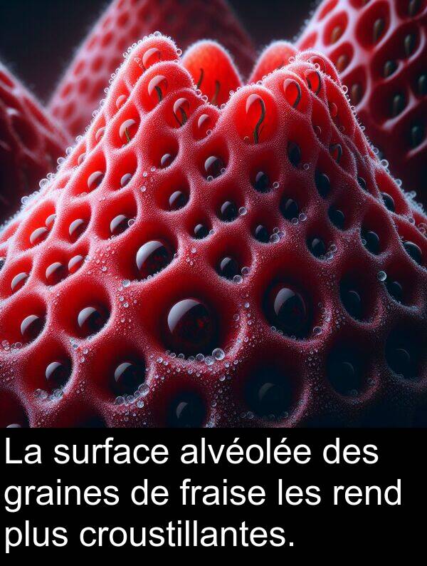 surface: La surface alvéolée des graines de fraise les rend plus croustillantes.