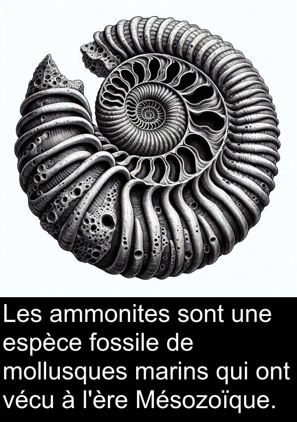 vécu: Les ammonites sont une espèce fossile de mollusques marins qui ont vécu à l'ère Mésozoïque.