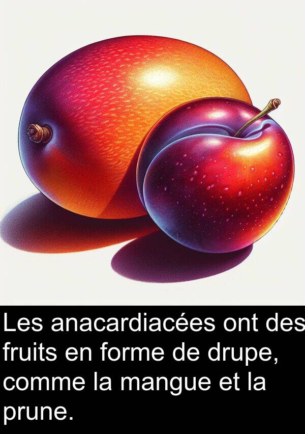 mangue: Les anacardiacées ont des fruits en forme de drupe, comme la mangue et la prune.