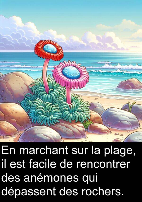 marchant: En marchant sur la plage, il est facile de rencontrer des anémones qui dépassent des rochers.