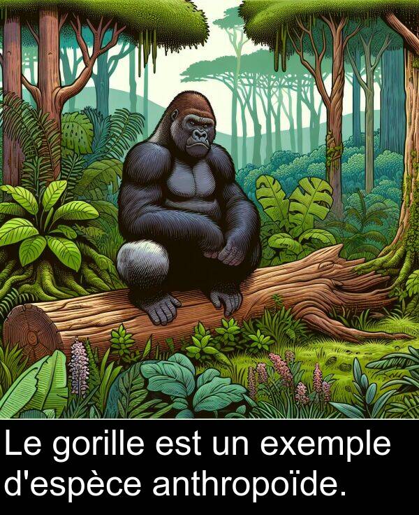 gorille: Le gorille est un exemple d'espèce anthropoïde.