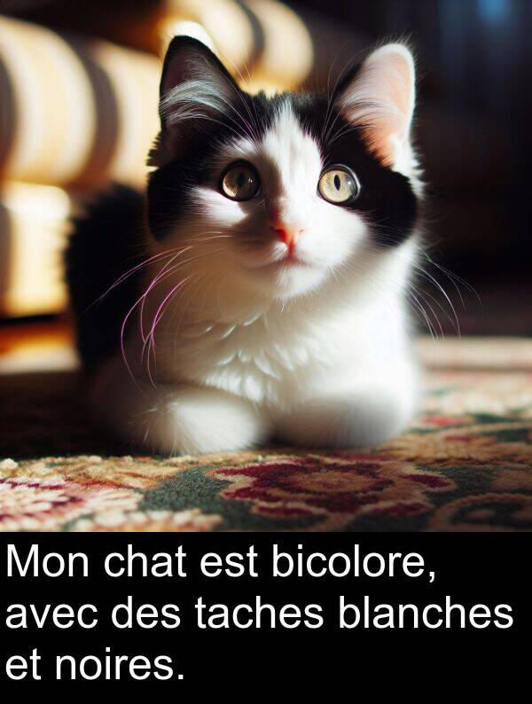 taches: Mon chat est bicolore, avec des taches blanches et noires.