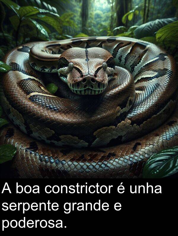 serpente: A boa constrictor é unha serpente grande e poderosa.