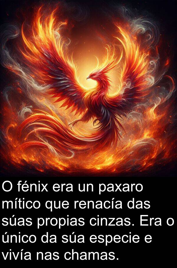 renacía: O fénix era un paxaro mítico que renacía das súas propias cinzas. Era o único da súa especie e vivía nas chamas.