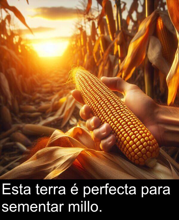 terra: Esta terra é perfecta para sementar millo.