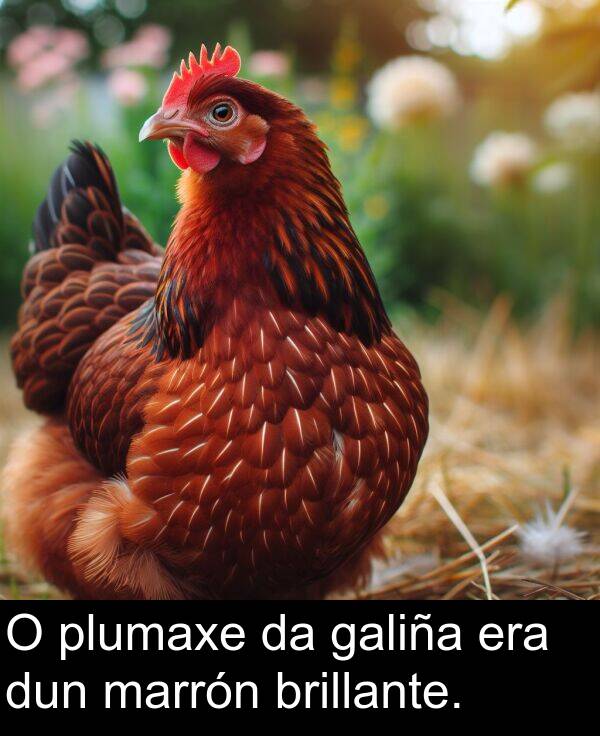 dun: O plumaxe da galiña era dun marrón brillante.