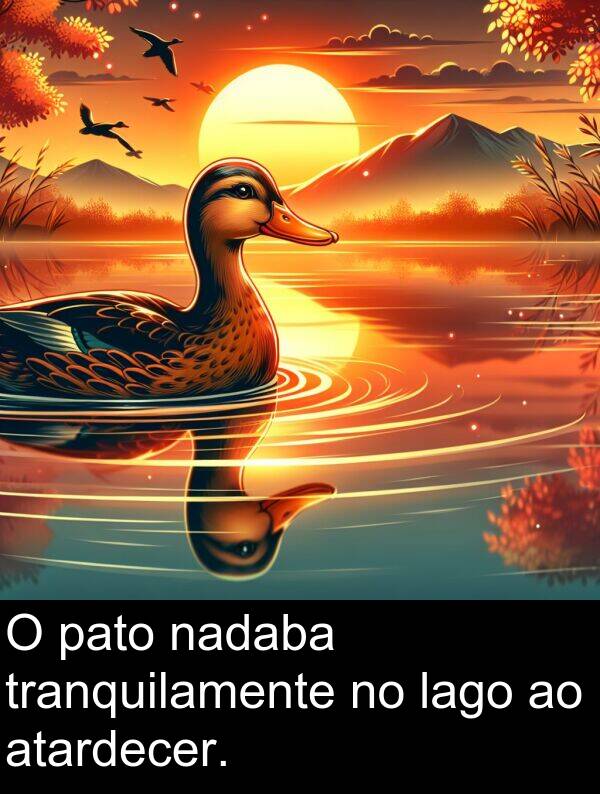 tranquilamente: O pato nadaba tranquilamente no lago ao atardecer.