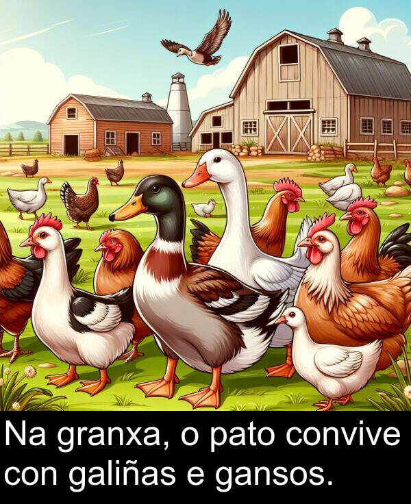 granxa: Na granxa, o pato convive con galiñas e gansos.