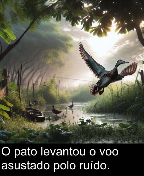 ruído: O pato levantou o voo asustado polo ruído.