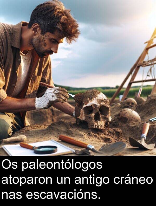 escavacións: Os paleontólogos atoparon un antigo cráneo nas escavacións.