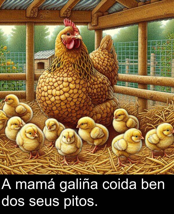 dos: A mamá galiña coida ben dos seus pitos.