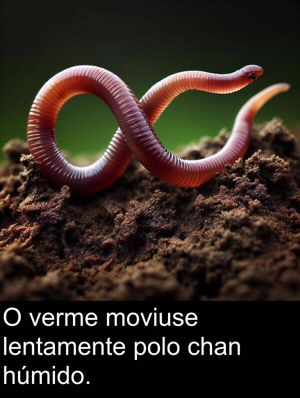 verme: O verme moviuse lentamente polo chan húmido.