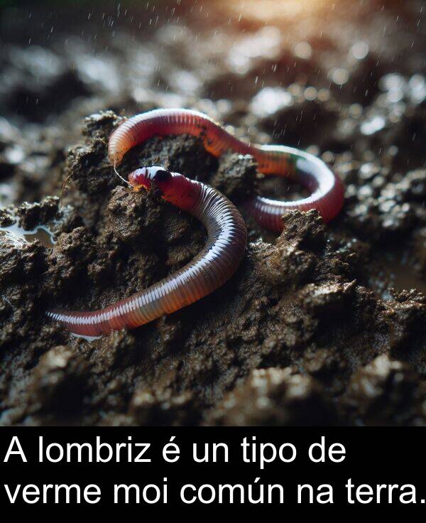 terra: A lombriz é un tipo de verme moi común na terra.