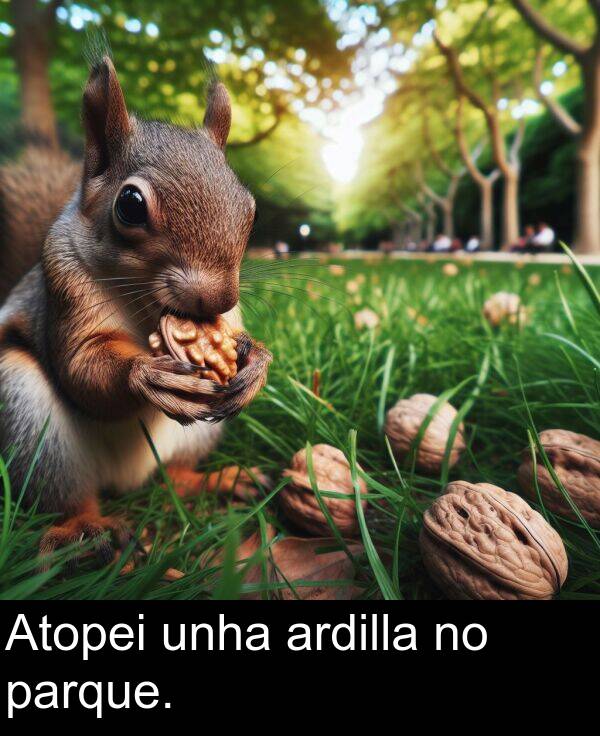 ardilla: Atopei unha ardilla no parque.
