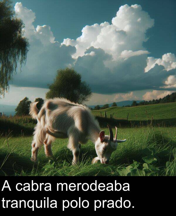 tranquila: A cabra merodeaba tranquila polo prado.
