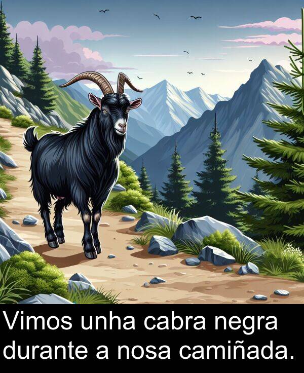 durante: Vimos unha cabra negra durante a nosa camiñada.