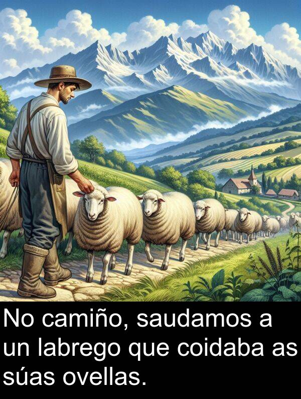 camiño: No camiño, saudamos a un labrego que coidaba as súas ovellas.