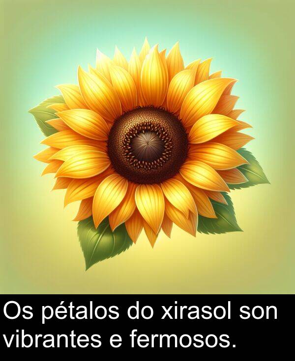 son: Os pétalos do xirasol son vibrantes e fermosos.