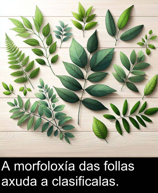 morfoloxía: A morfoloxía das follas axuda a clasificalas.