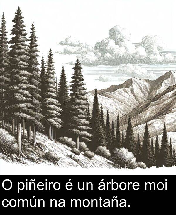 piñeiro: O piñeiro é un árbore moi común na montaña.
