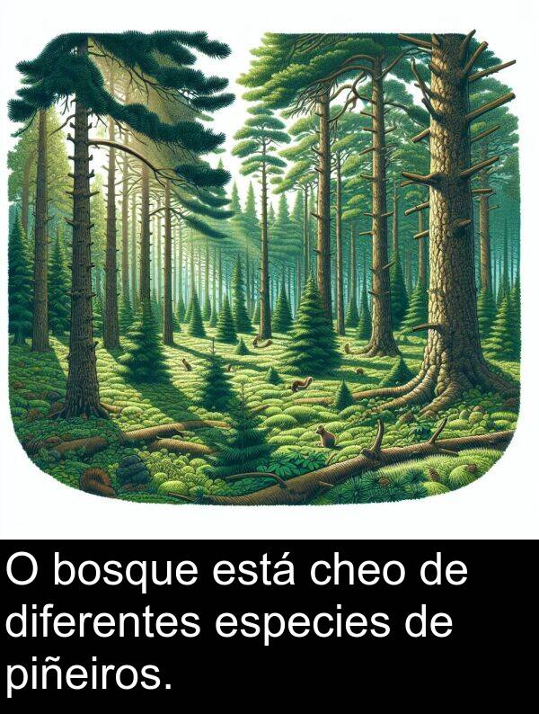 piñeiros: O bosque está cheo de diferentes especies de piñeiros.