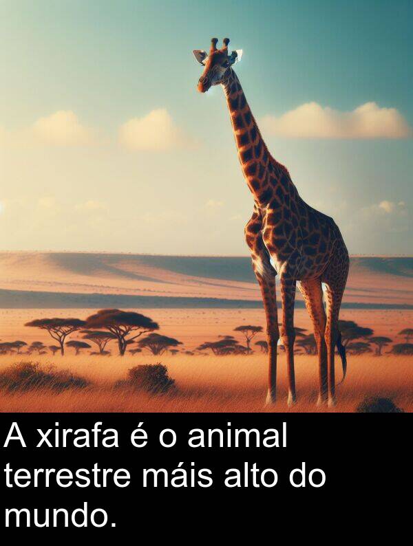 terrestre: A xirafa é o animal terrestre máis alto do mundo.