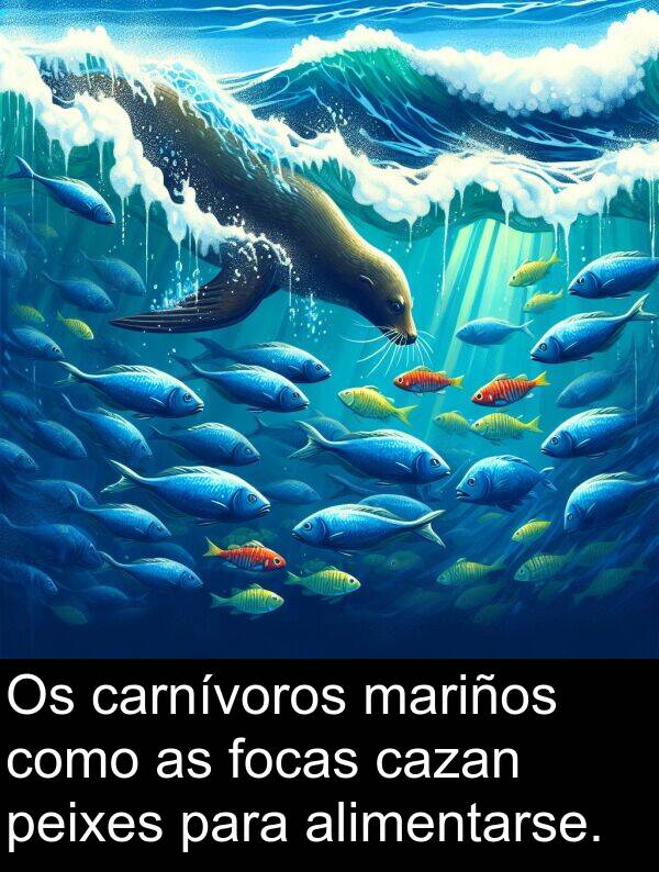 cazan: Os carnívoros mariños como as focas cazan peixes para alimentarse.