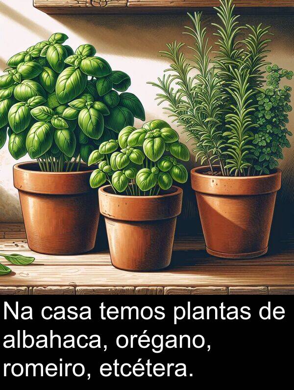 romeiro: Na casa temos plantas de albahaca, orégano, romeiro, etcétera.