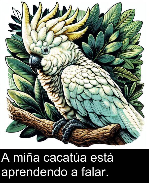 miña: A miña cacatúa está aprendendo a falar.