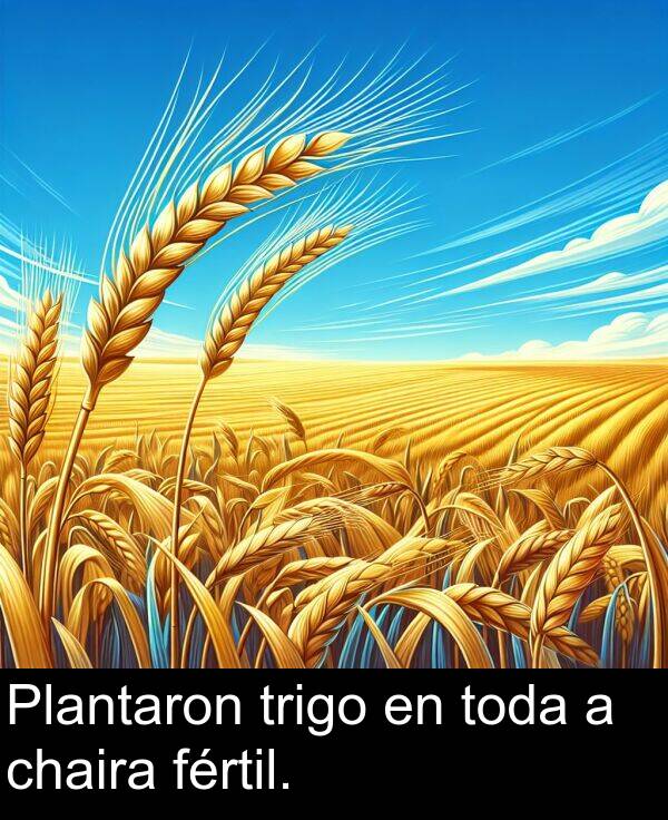 trigo: Plantaron trigo en toda a chaira fértil.