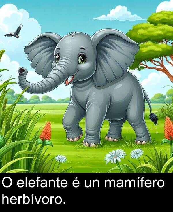elefante: O elefante é un mamífero herbívoro.