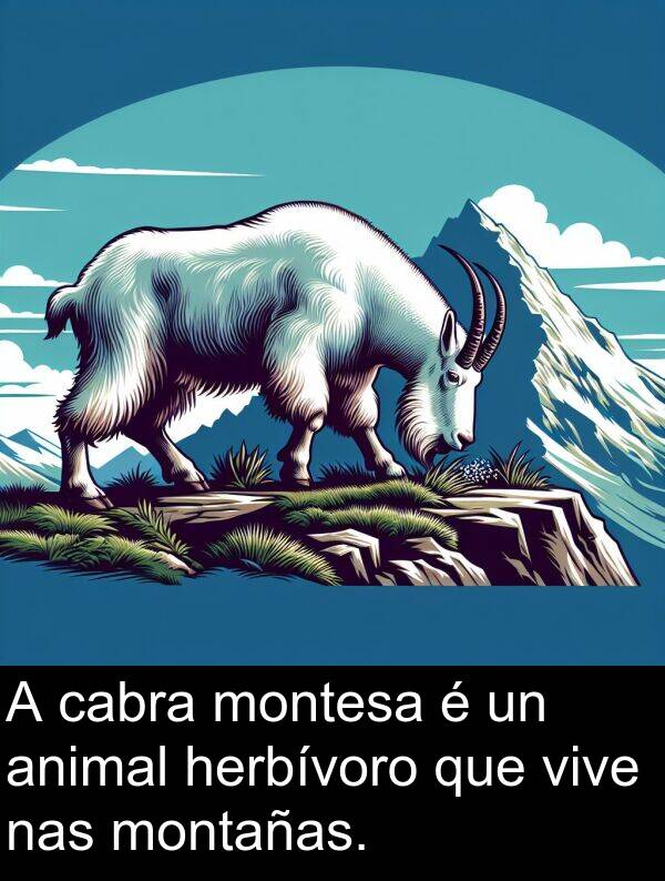 vive: A cabra montesa é un animal herbívoro que vive nas montañas.