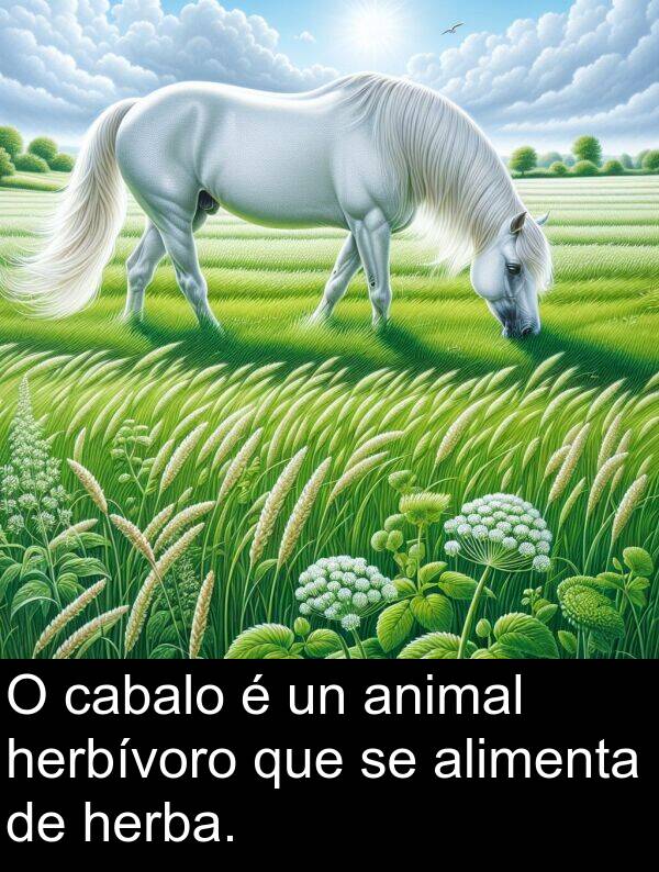 cabalo: O cabalo é un animal herbívoro que se alimenta de herba.