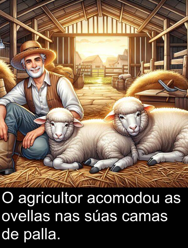agricultor: O agricultor acomodou as ovellas nas súas camas de palla.