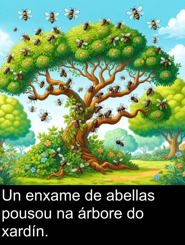 enxame: Un enxame de abellas pousou na árbore do xardín.