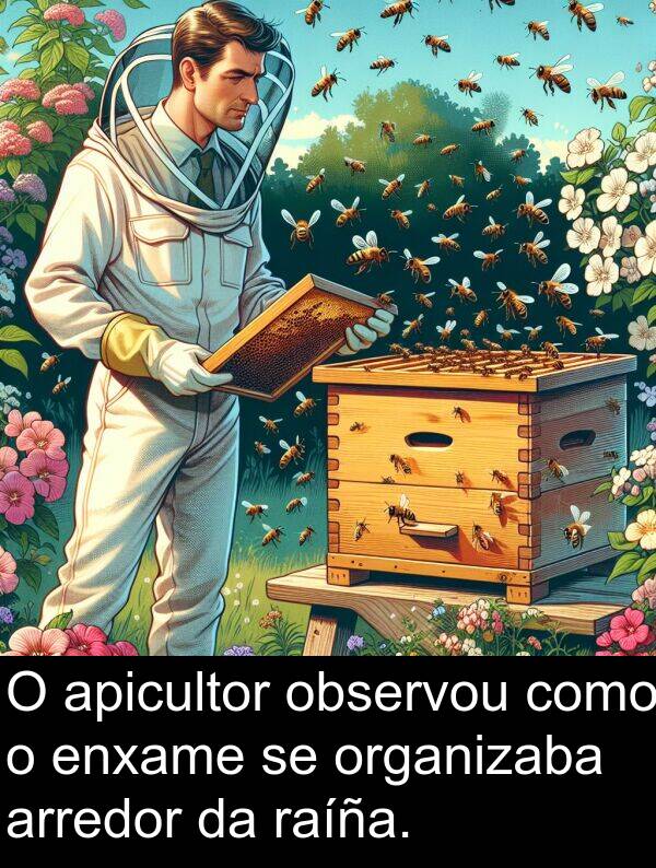 arredor: O apicultor observou como o enxame se organizaba arredor da raíña.