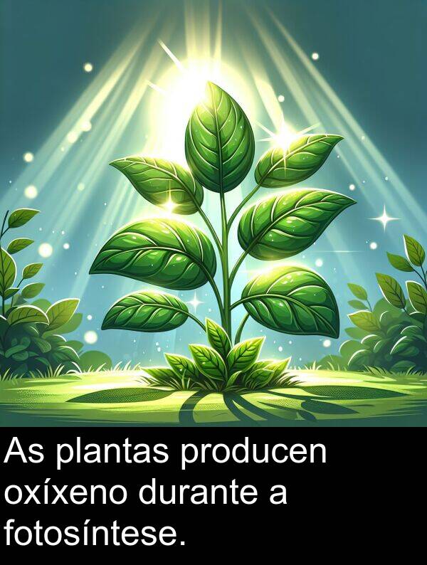 fotosíntese: As plantas producen oxíxeno durante a fotosíntese.