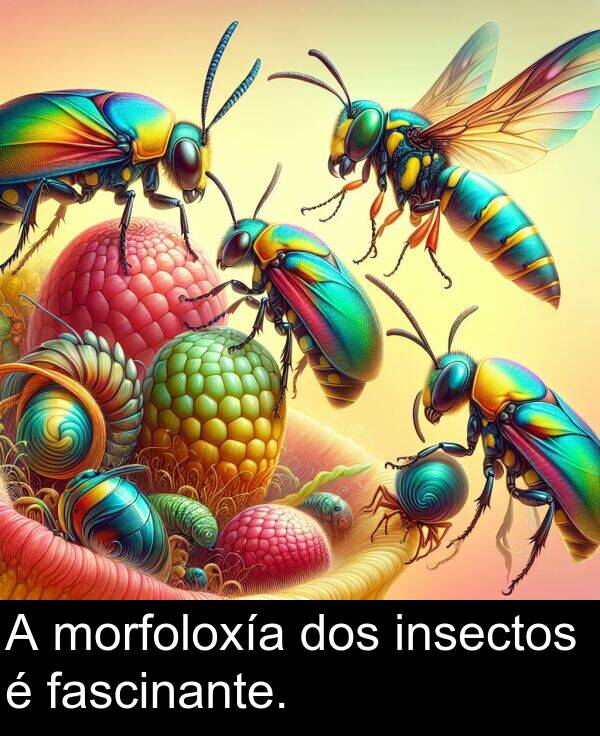 dos: A morfoloxía dos insectos é fascinante.