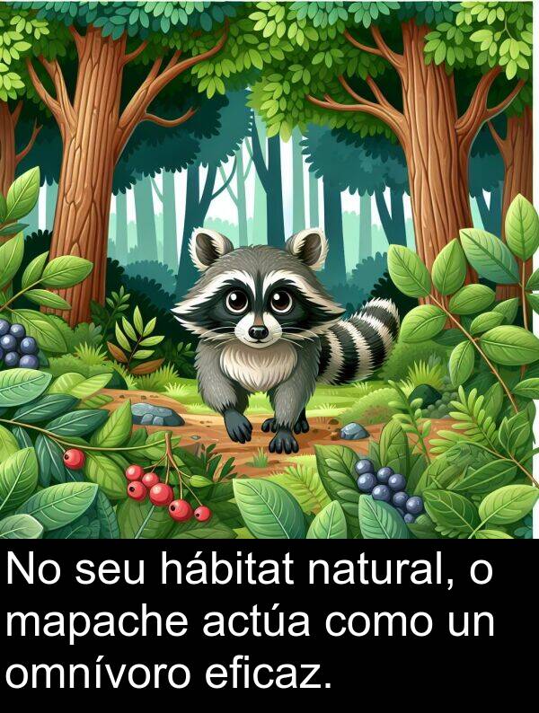 mapache: No seu hábitat natural, o mapache actúa como un omnívoro eficaz.