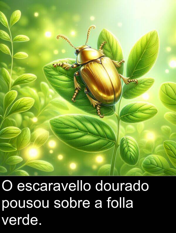 escaravello: O escaravello dourado pousou sobre a folla verde.