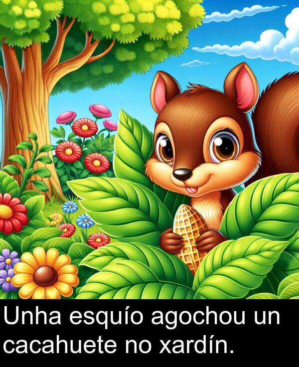 esquío: Unha esquío agochou un cacahuete no xardín.