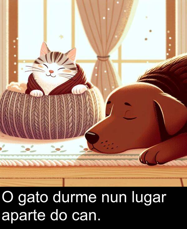 durme: O gato durme nun lugar aparte do can.