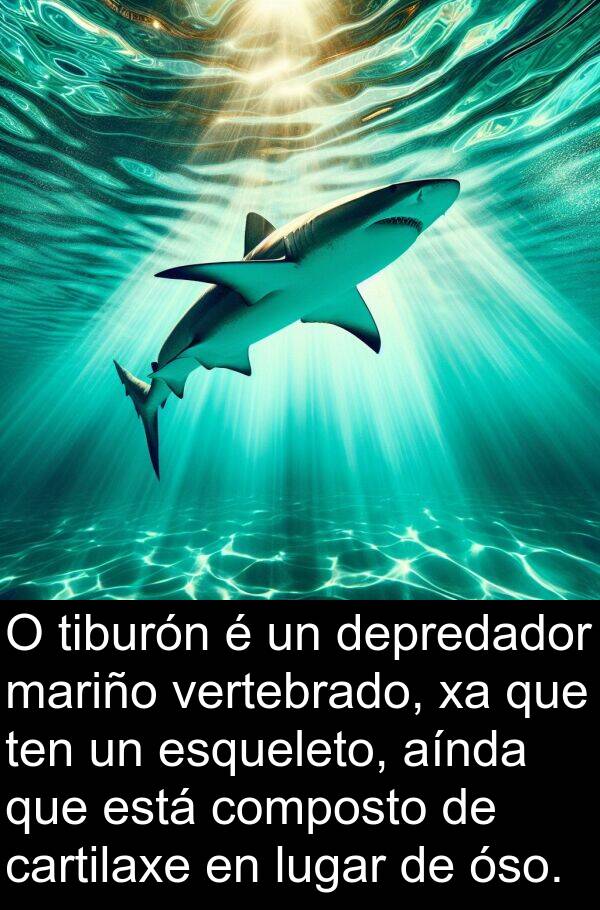 composto: O tiburón é un depredador mariño vertebrado, xa que ten un esqueleto, aínda que está composto de cartilaxe en lugar de óso.