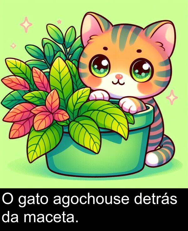 gato: O gato agochouse detrás da maceta.