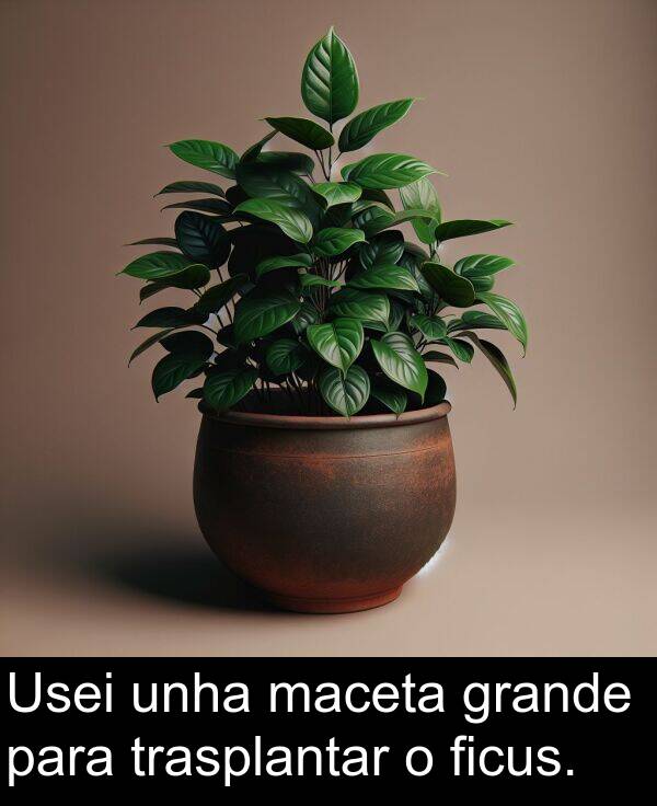 grande: Usei unha maceta grande para trasplantar o ficus.
