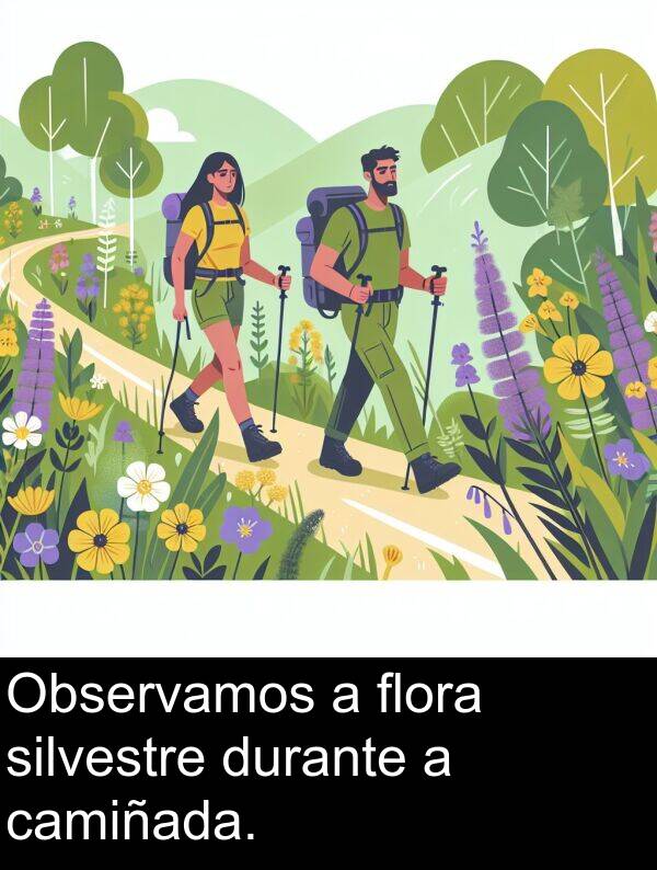flora: Observamos a flora silvestre durante a camiñada.